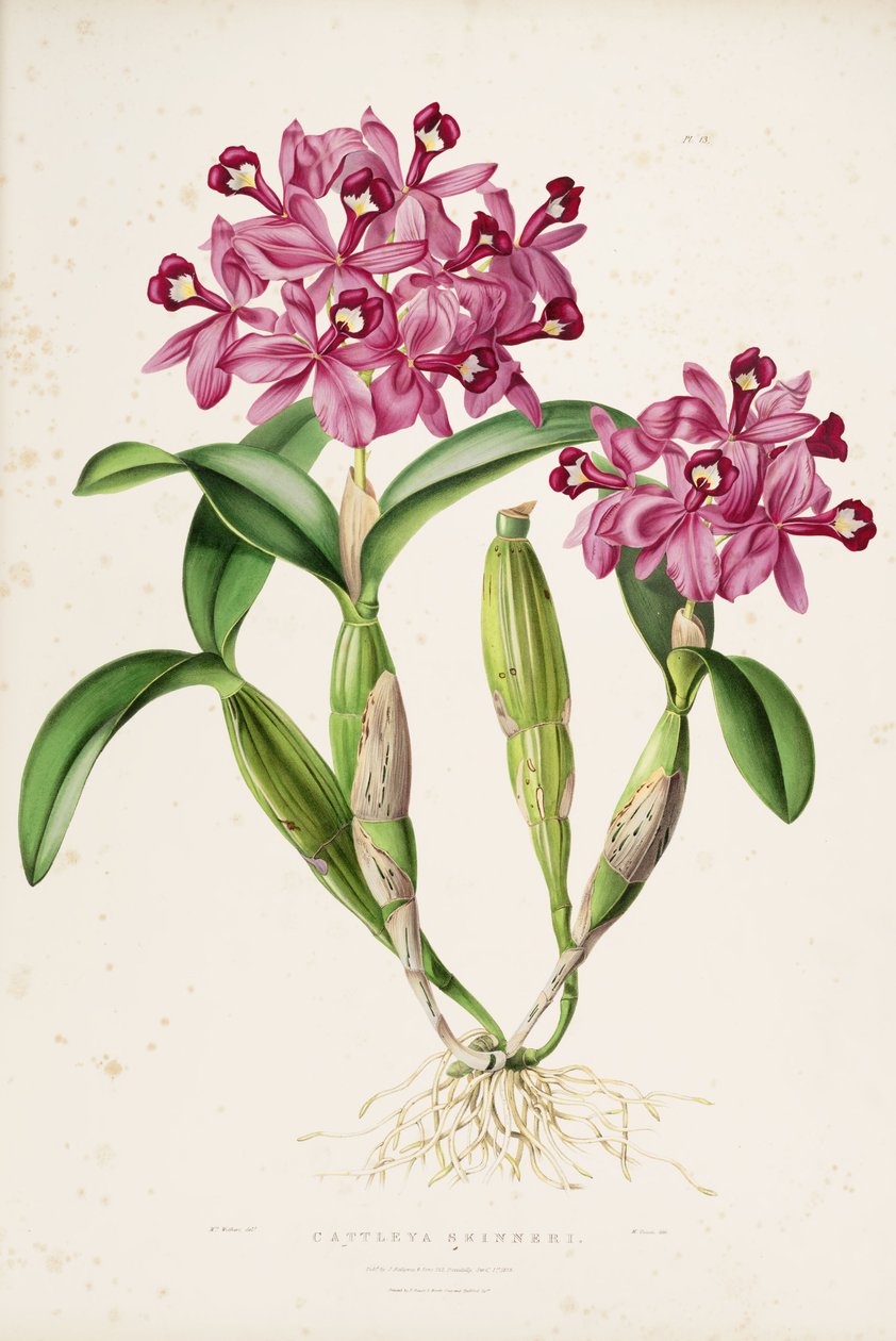Kuva Cattleya skinneristä (tai Guarianthe skinneristä) tekijältä Miss Drake
