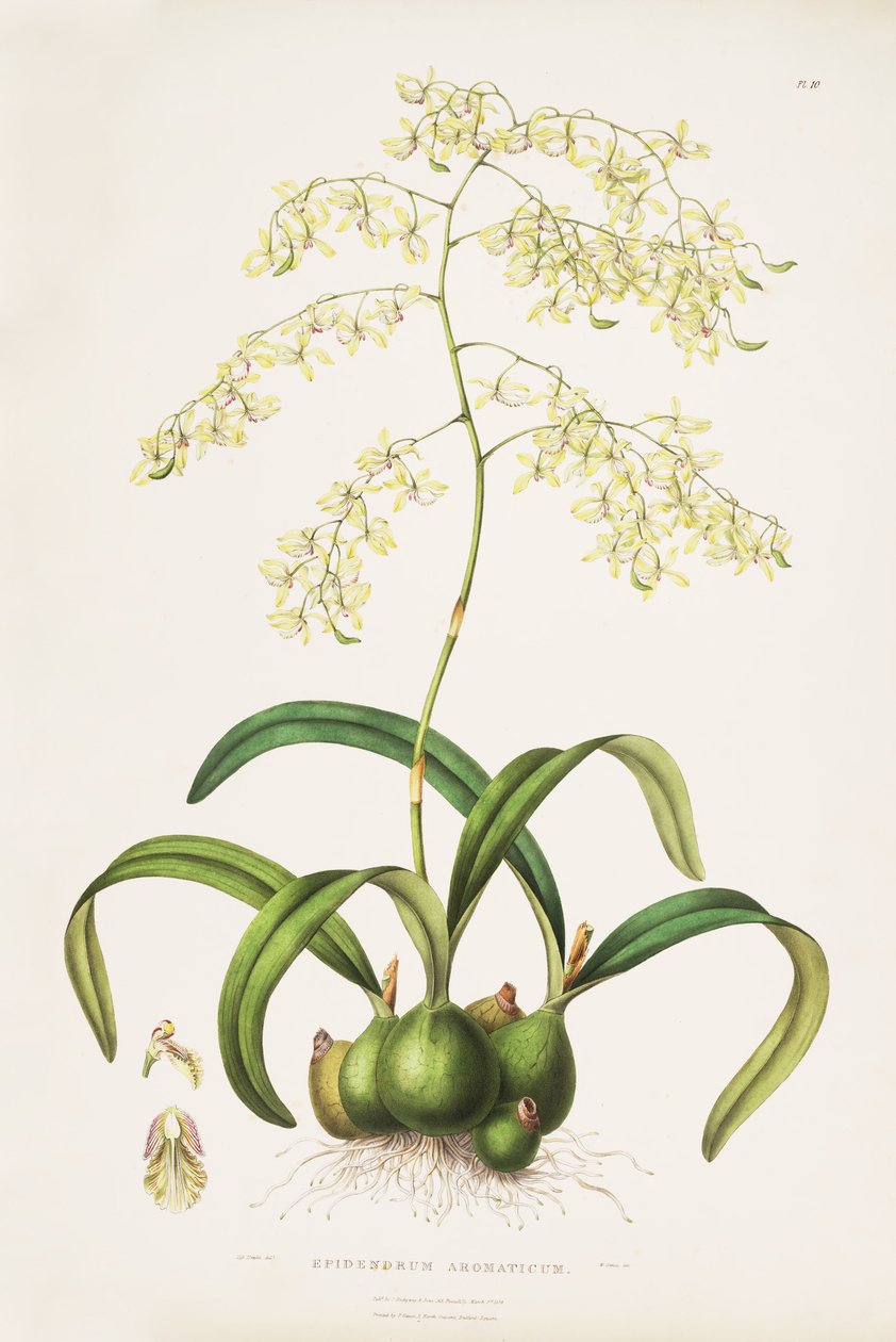 Kuva Encyclia incumbensista (syn. Epidendrum aromaticum) tekijältä Miss Drake