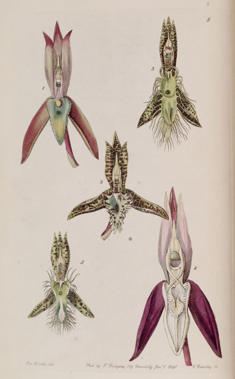 Kuva I. Catasetum callosum II. Catasetum cristatum (syn. Catasetum cornutum) III. Catasetum barbatum IV. Catasetum laminatum V. Catasetum lanciferum tekijältä Miss Drake