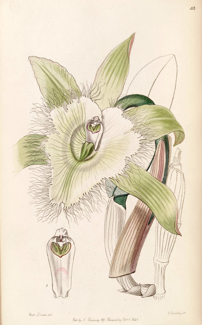 Rhyncholaelia digbyana tai Brassavola digbyana -kasvin kuva. tekijältä Miss Drake