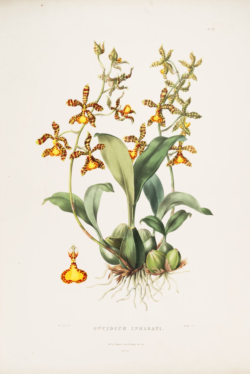 Kuva Rossioglossum insleayista (syn. Oncidium insleayi) tekijältä Miss Drake