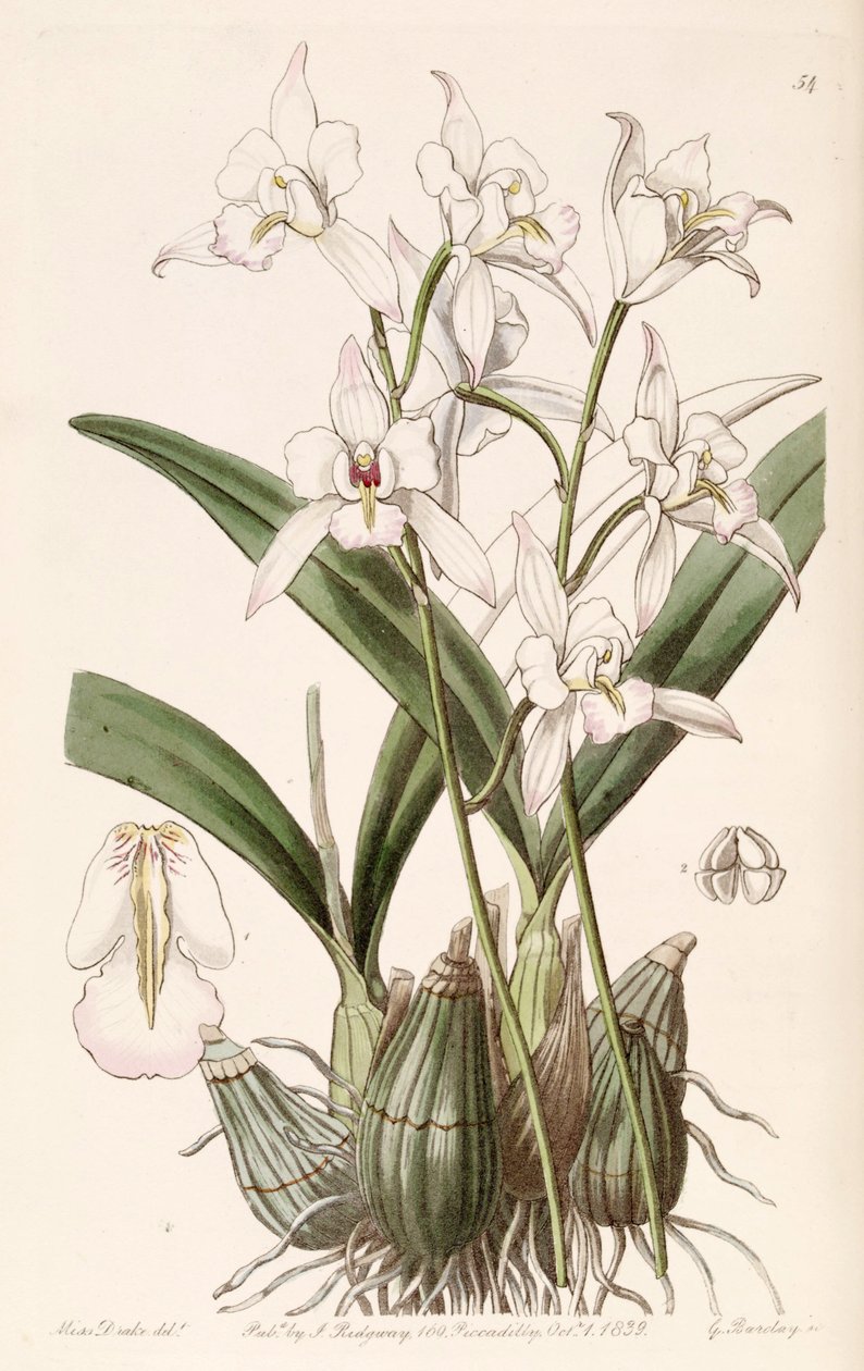 Laelia albida tekijältä Miss Drake