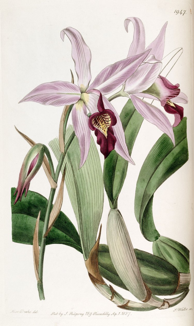 Laelia anceps (syn. Laelia anceps var. Barkeriana) tekijältä Miss Drake