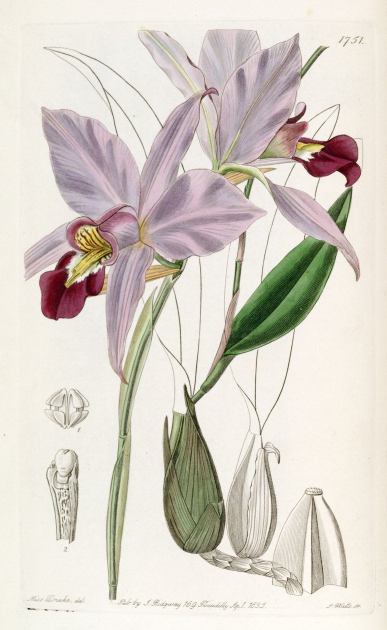 Laelia anceps tekijältä Miss Drake