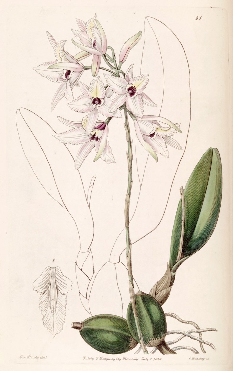 Laelia rubescens tekijältä Miss Drake