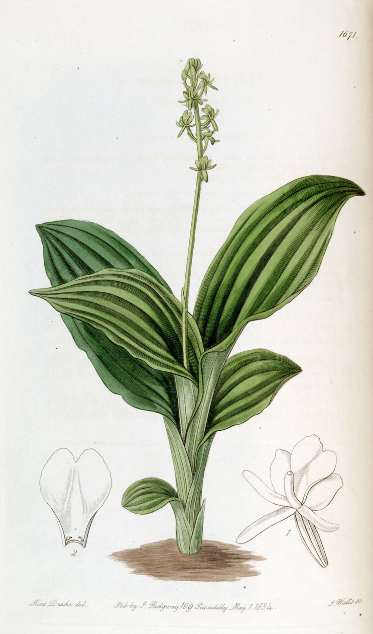 Liparis nervosa ssp. nervosa (syn. Liparis guineensis) tekijältä Miss Drake