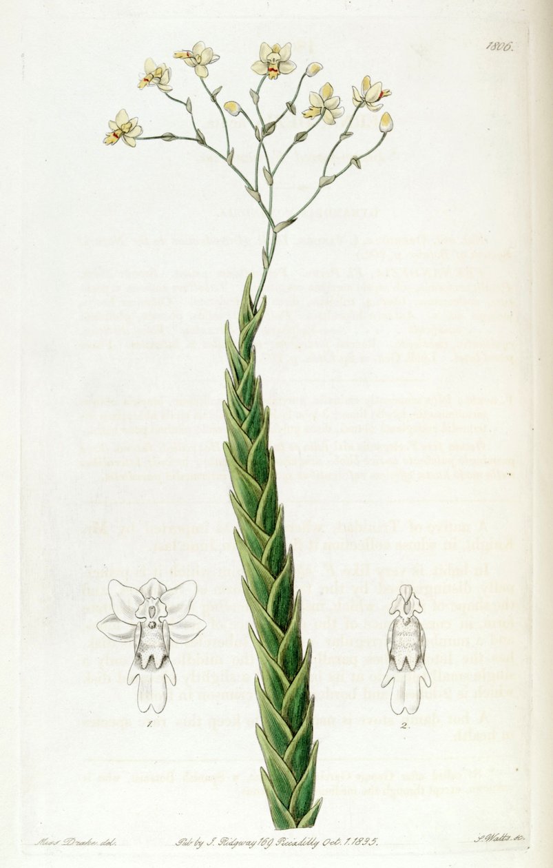 Lockhartia acuta (syn. Fernandezia acuta) tekijältä Miss Drake