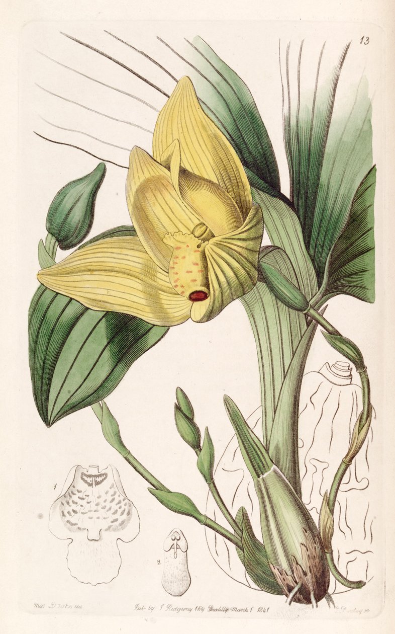 Lycaste cruenta (syn. Maxillaria cruenta) tekijältä Miss Drake