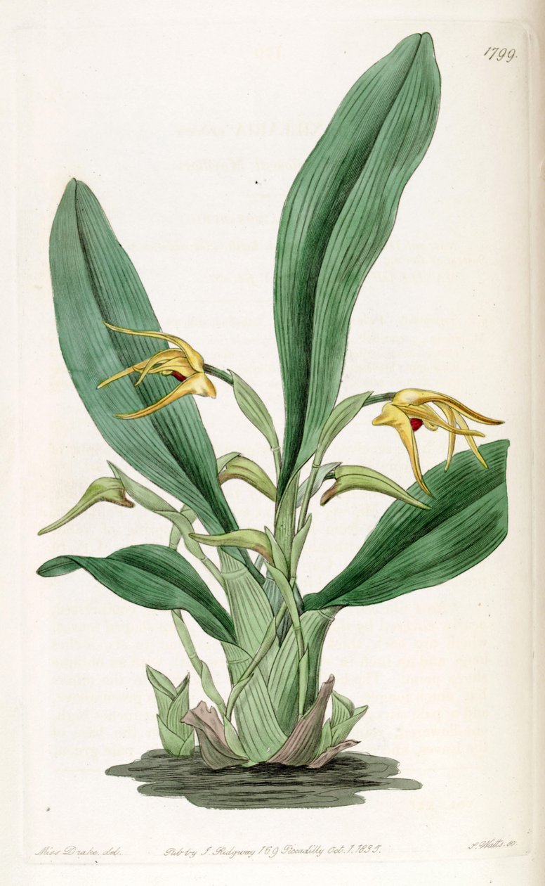 Maxillaria crocea tekijältä Miss Drake