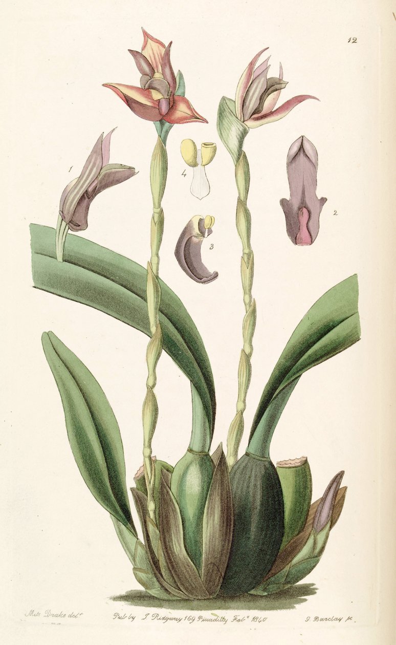 Maxillaria cucullata tekijältä Miss Drake