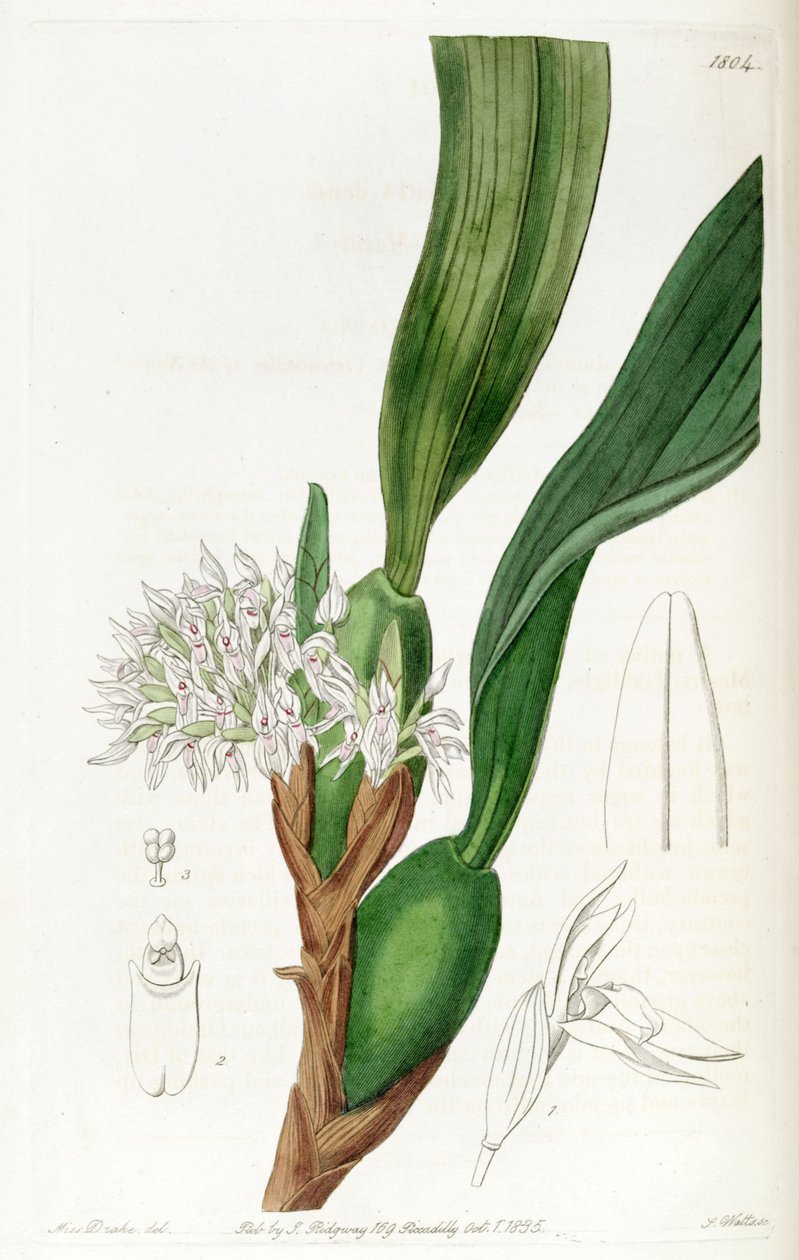 Maxillaria densa tekijältä Miss Drake