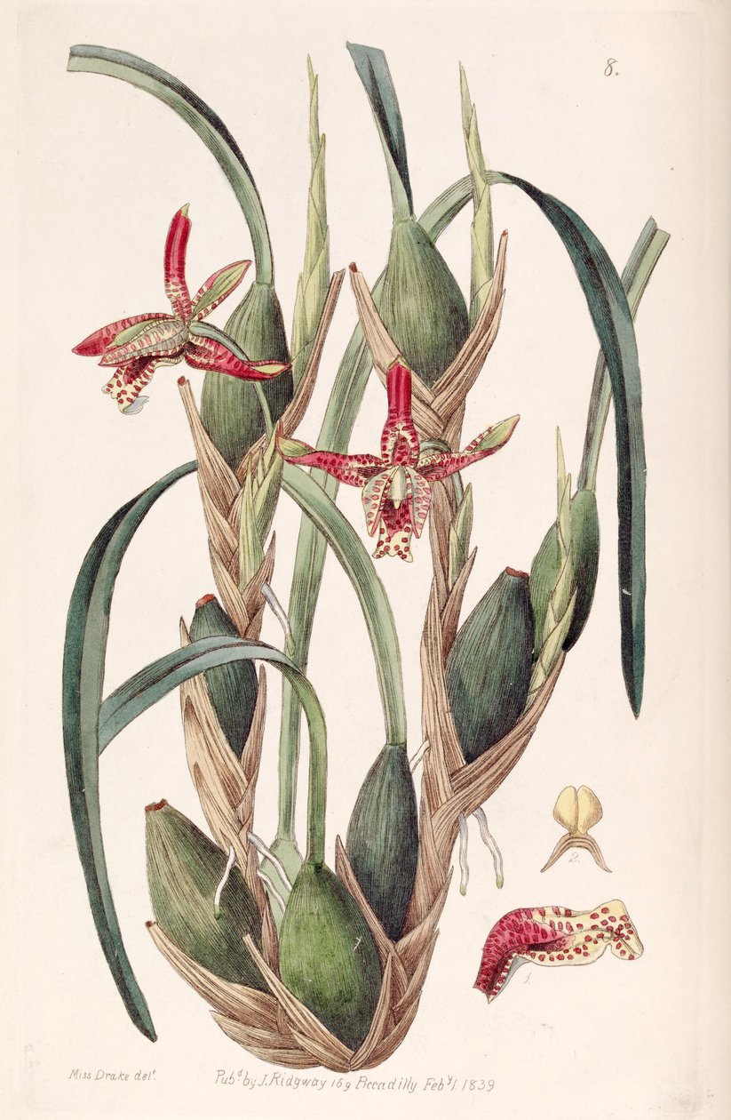 Maxillaria tenuifolia tai Maxillariella tenuifolia tekijältä Miss Drake