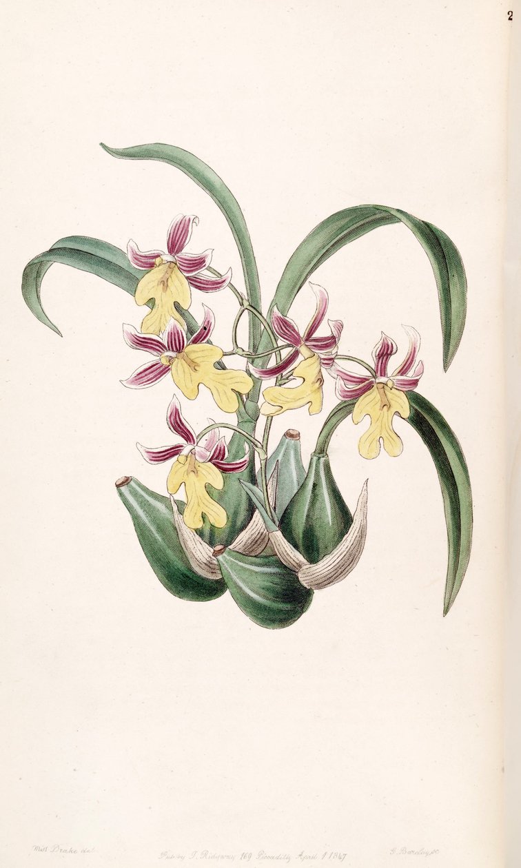 Mexicoa ghiesbreghtiana (syn. Odontoglossum warneri var. Purpuratum) tekijältä Miss Drake