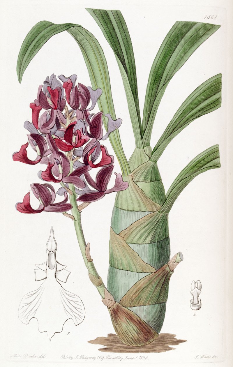 Mormodes atropurpurea tekijältä Miss Drake