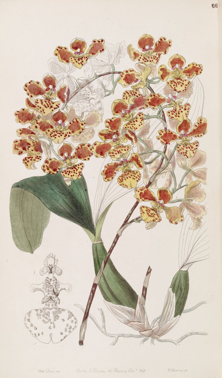 Oncidium amictum tekijältä Miss Drake