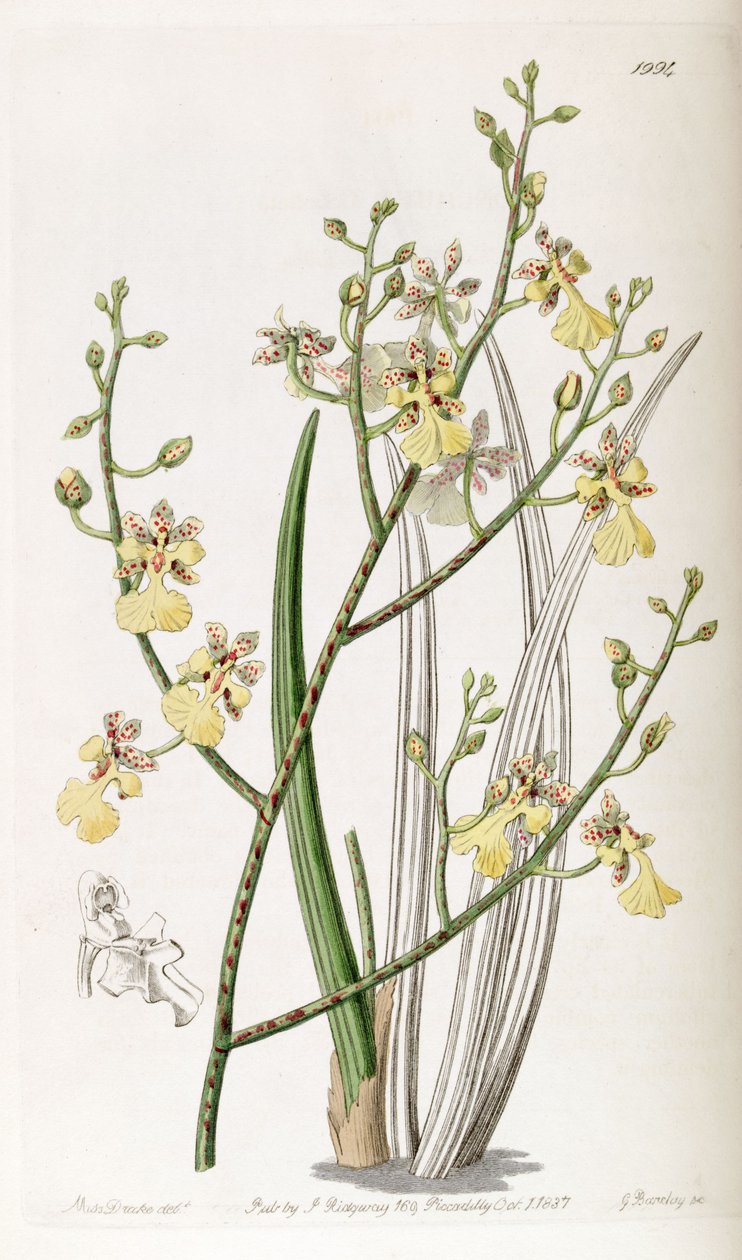 Oncidium cebolleta tai Trichocentrum cebolleta tekijältä Miss Drake