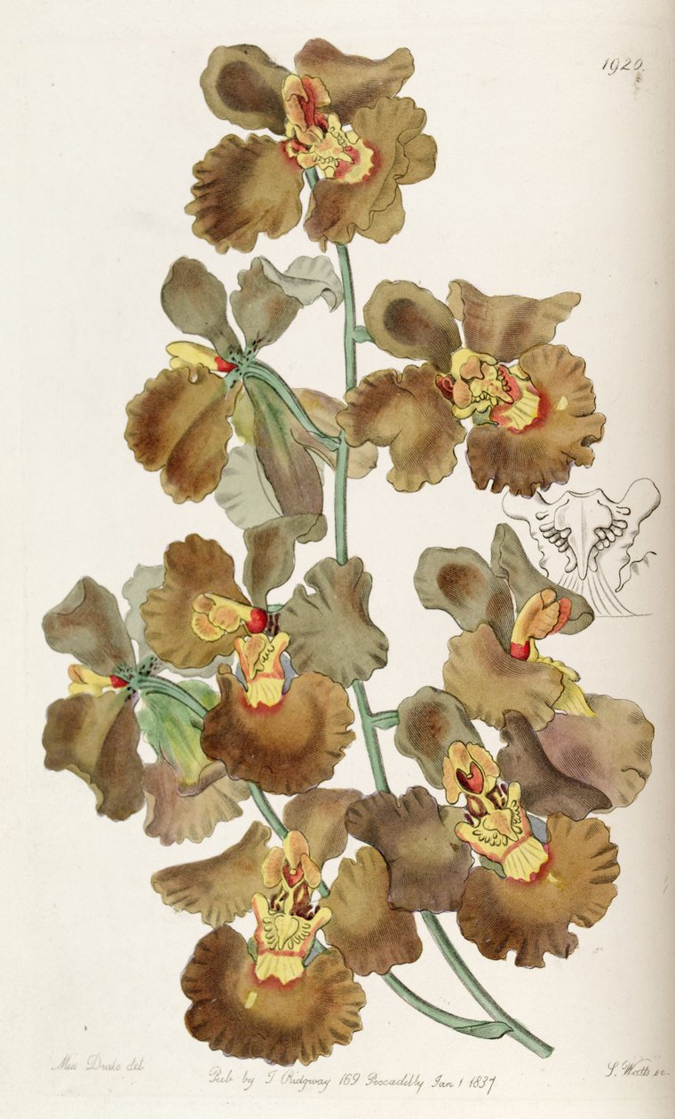 Oncidium crispum tekijältä Miss Drake