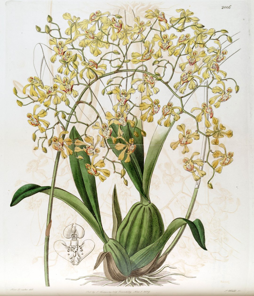 Oncidium deltoideum (kirjoitettu nimellä Cynorchis fastigiata tekijältä Miss Drake
