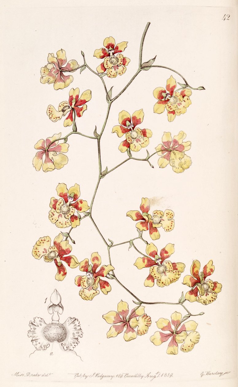 Oncidium divaricatum (syn. Oncidium pulvinatum) tekijältä Miss Drake