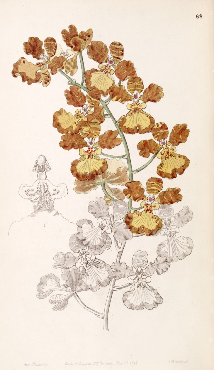 Oncidium gardneri (syn. Oncidium curtum) tekijältä Miss Drake