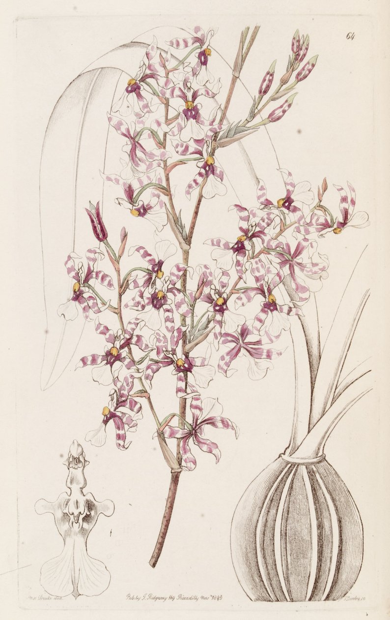 Oncidium incurvum tekijältä Miss Drake