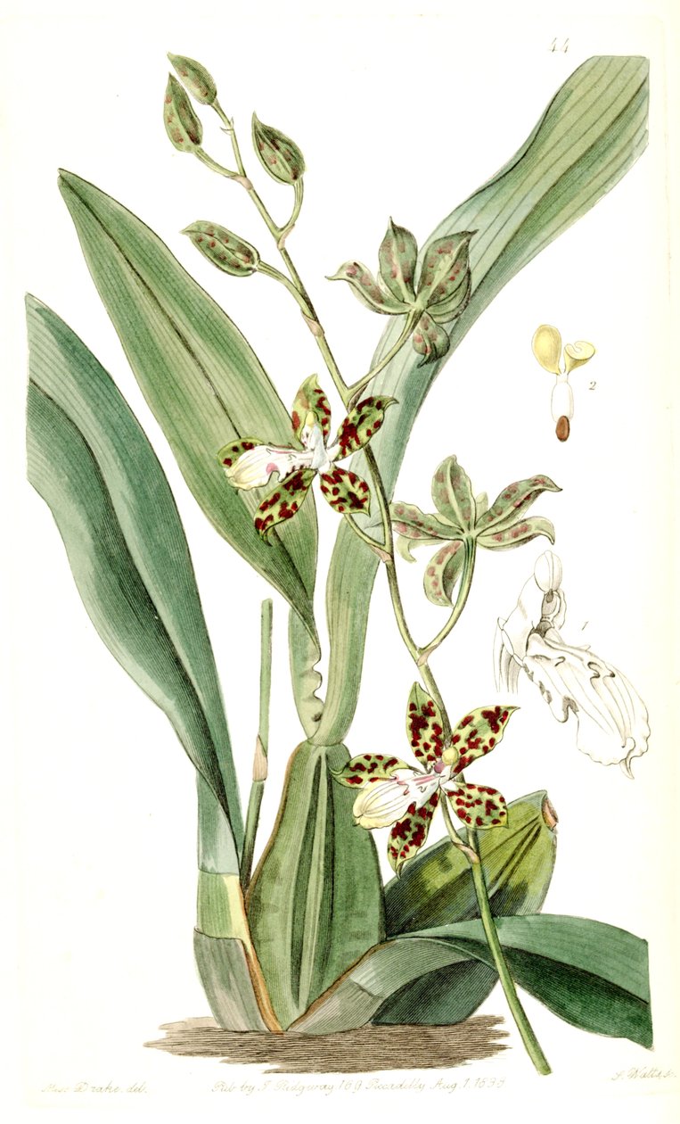 Oncidium maculatum (syn. Cyrtochilum maculatum) tekijältä Miss Drake