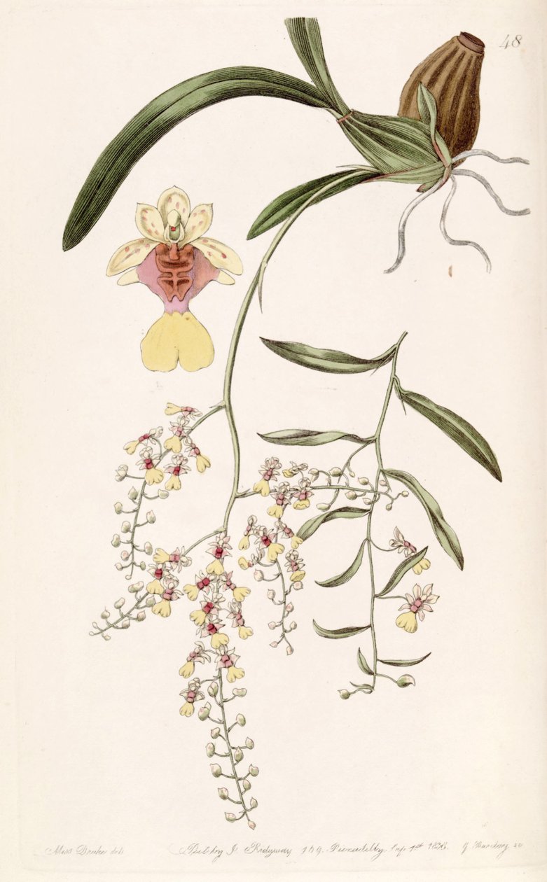 Oncidium raniferum tekijältä Miss Drake