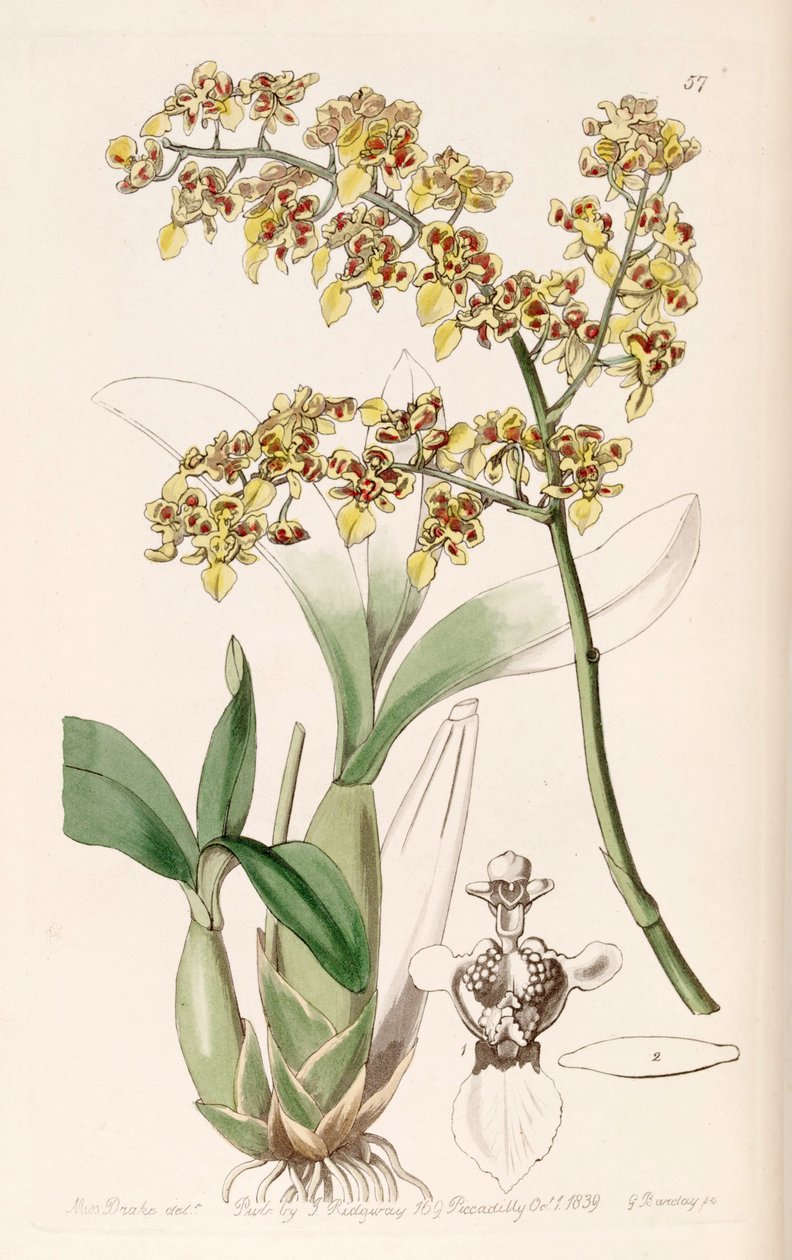 Oncidium venustum (syn. Oncidium trulliferum) tekijältä Miss Drake