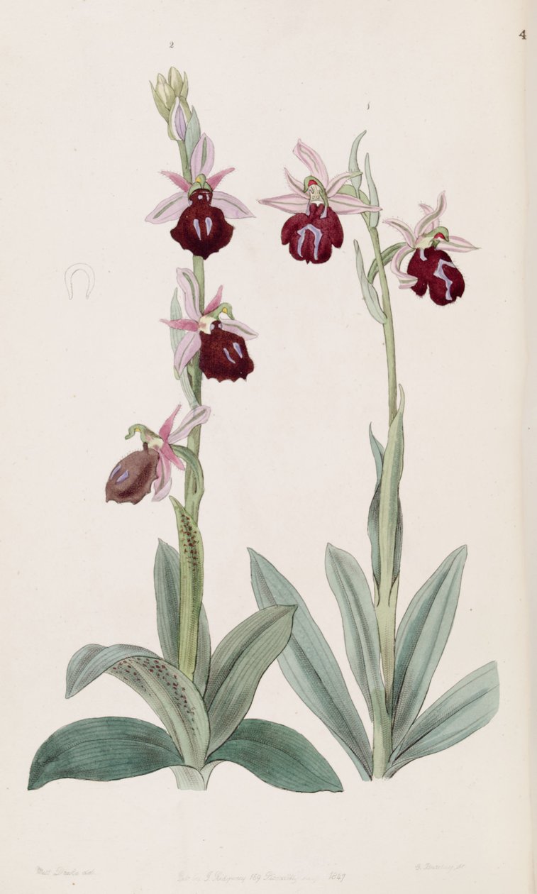 Ophrys ferrum-equinum (vasen, kuva 2) ja Ophrys bombyliflora (syn. Ophrys tabanifera) (oikea, kuva 1) tekijältä Miss Drake