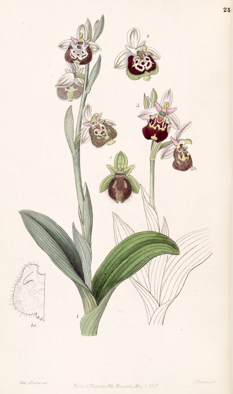 Ophrys fuciflora tai Ophrys holoserica tekijältä Miss Drake