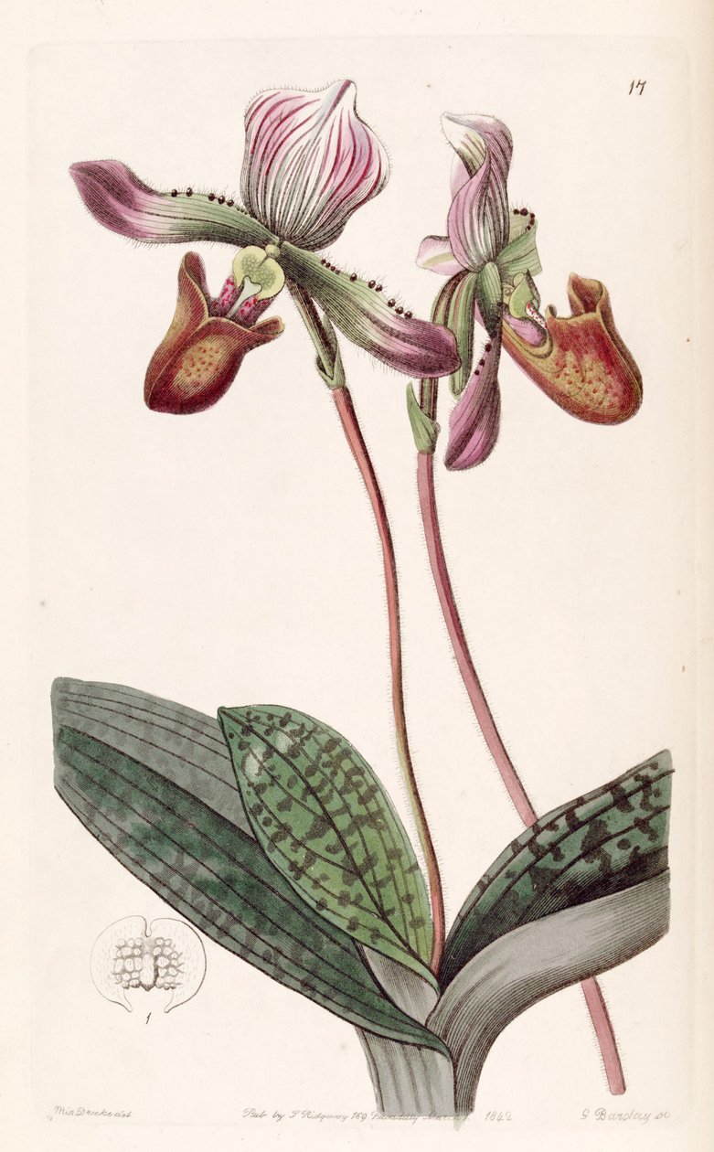 Paphiopedilum barbatum (syn. Cypripedium barbatum) tekijältä Miss Drake