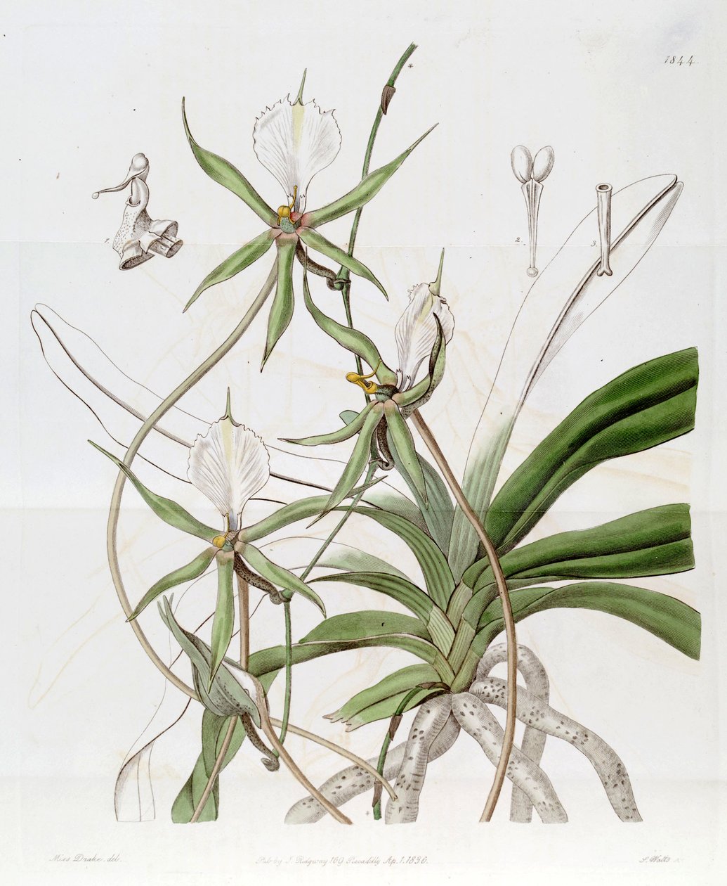 Plectrelminthus caudatus (syn. Angraecum caudatum) tekijältä Miss Drake