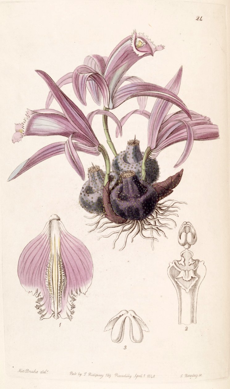 Pleione praecox (syn. Coelogyne wallichiana) tekijältä Miss Drake