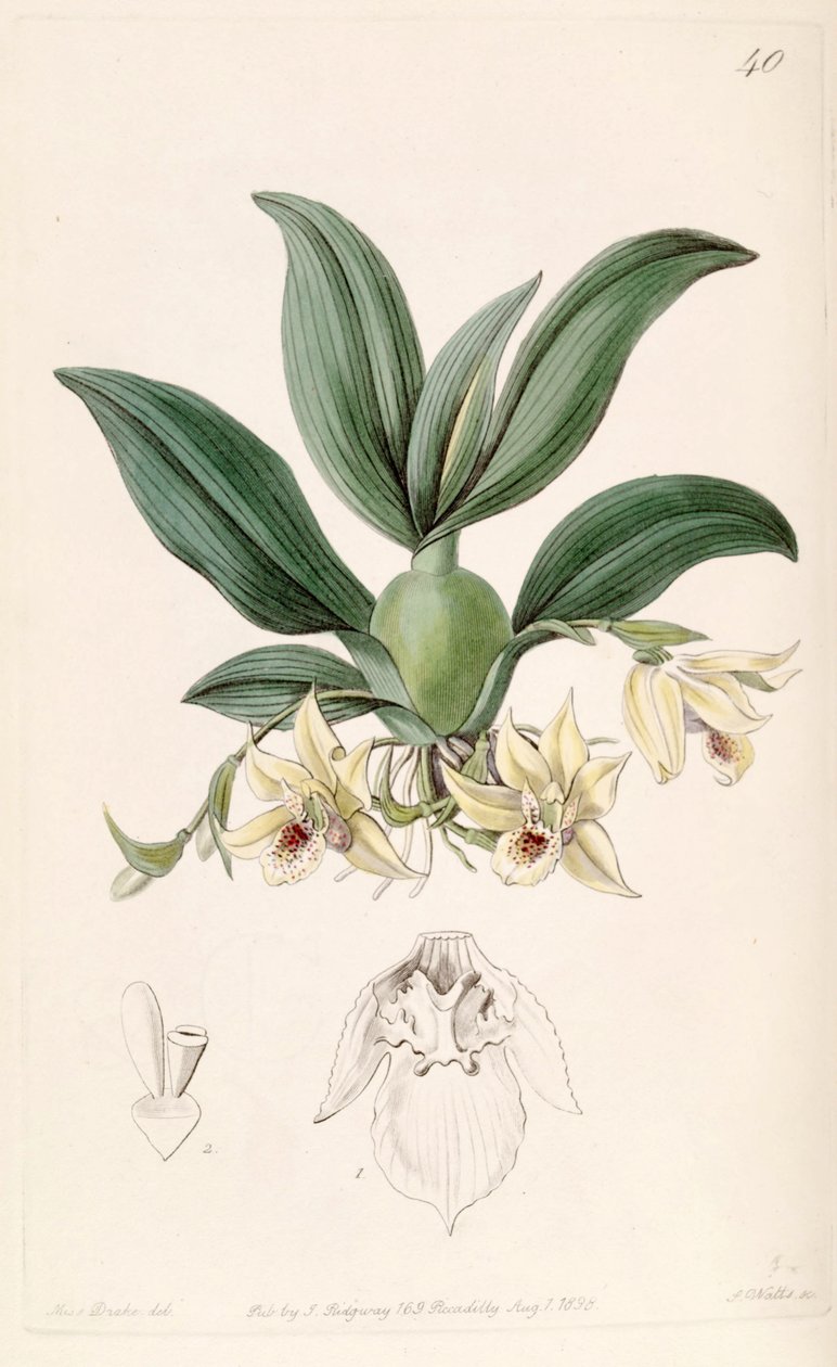 Promenaea rollissonii (syn. Maxillaria rollissonii) tekijältä Miss Drake