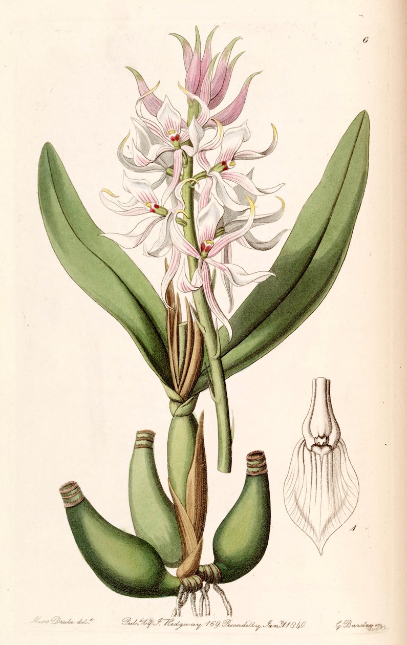 Prosthechea glumacea (syn. Epidendrum glumaceum) tekijältä Miss Drake