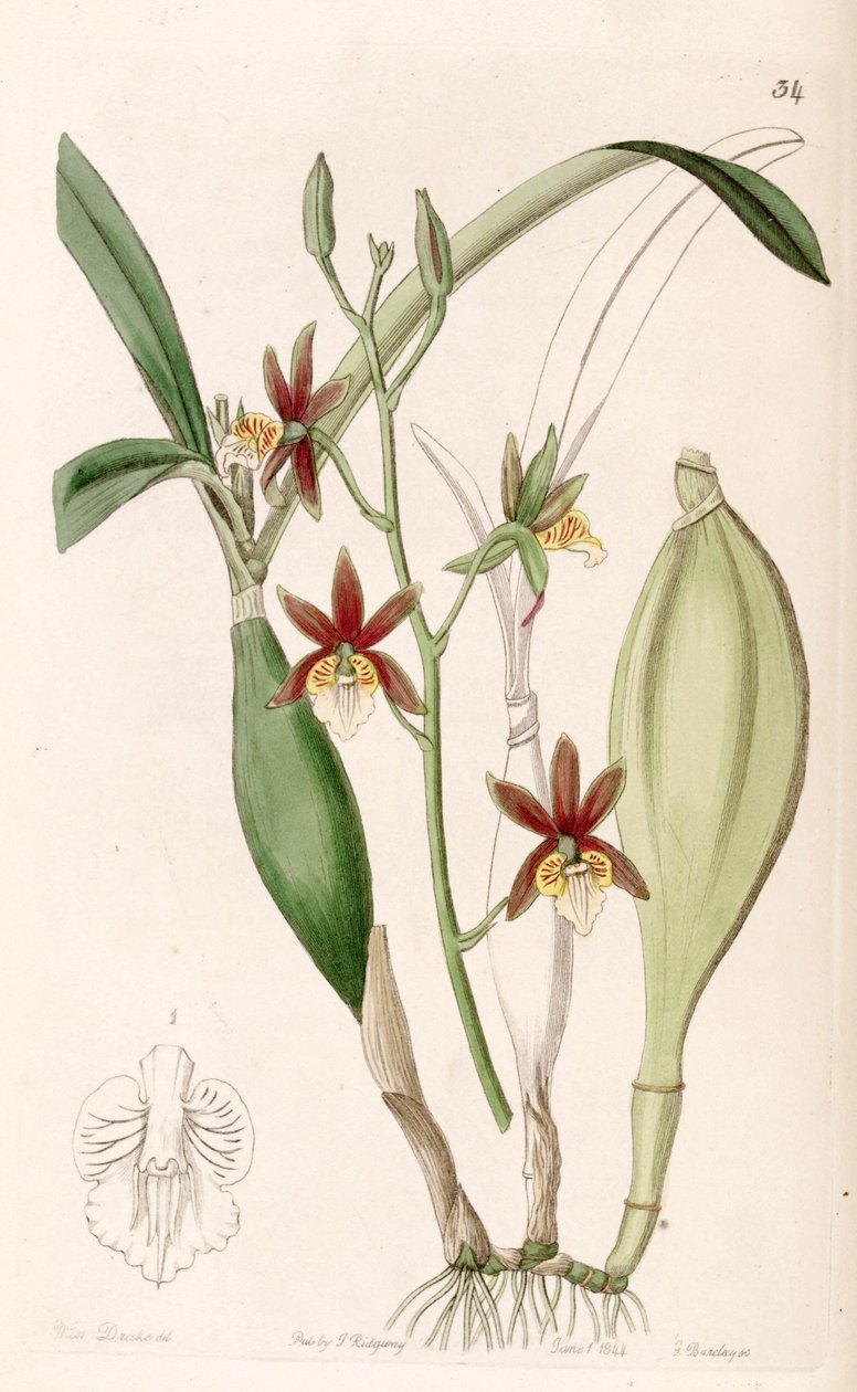 Prosthechea pterocarpa (syn. Epidendrum pterocarpum) tekijältä Miss Drake