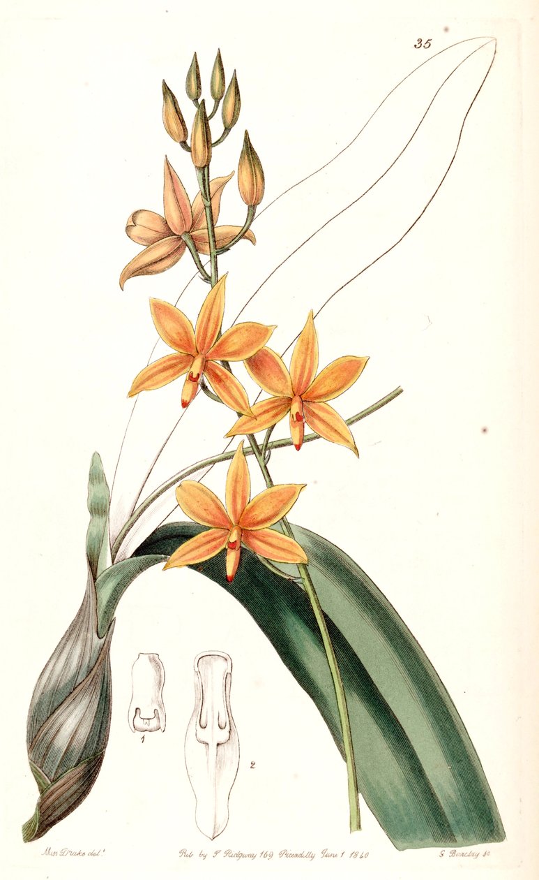 Prosthechea vitellina (syn. Epidendrum vitellinum). tekijältä Miss Drake