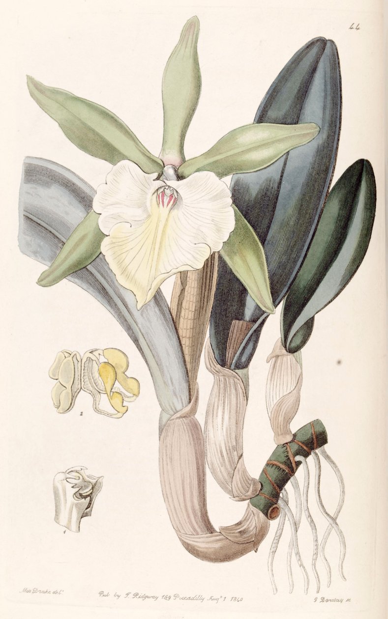 Rhyncholaelia glauca tai Brassavola glauca tekijältä Miss Drake