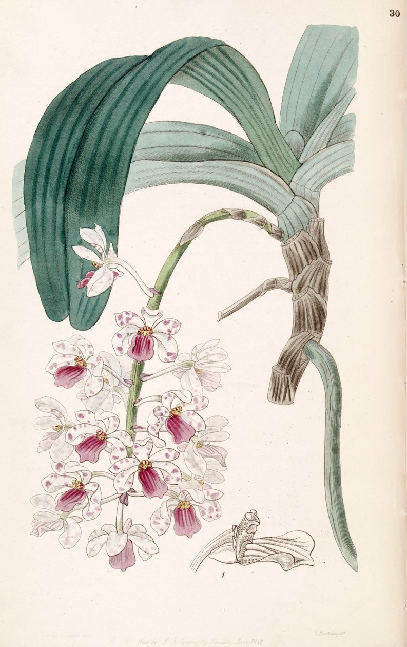 Rhynchostylis gigantea subsp. violacea (syn. Vanda violacea) tekijältä Miss Drake