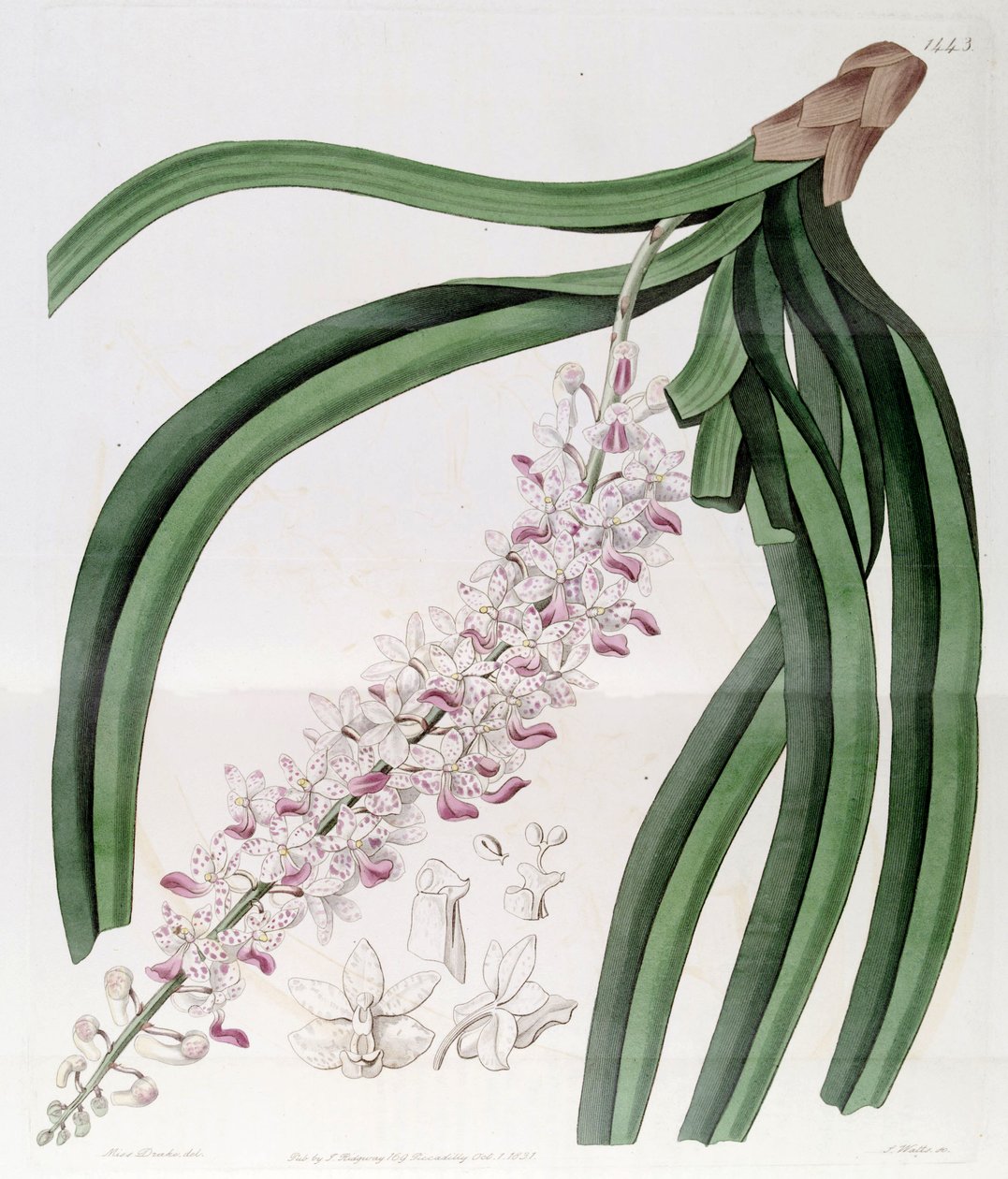 Rhynchostylis retusa (syn. Eulophia mackaiana) tekijältä Miss Drake