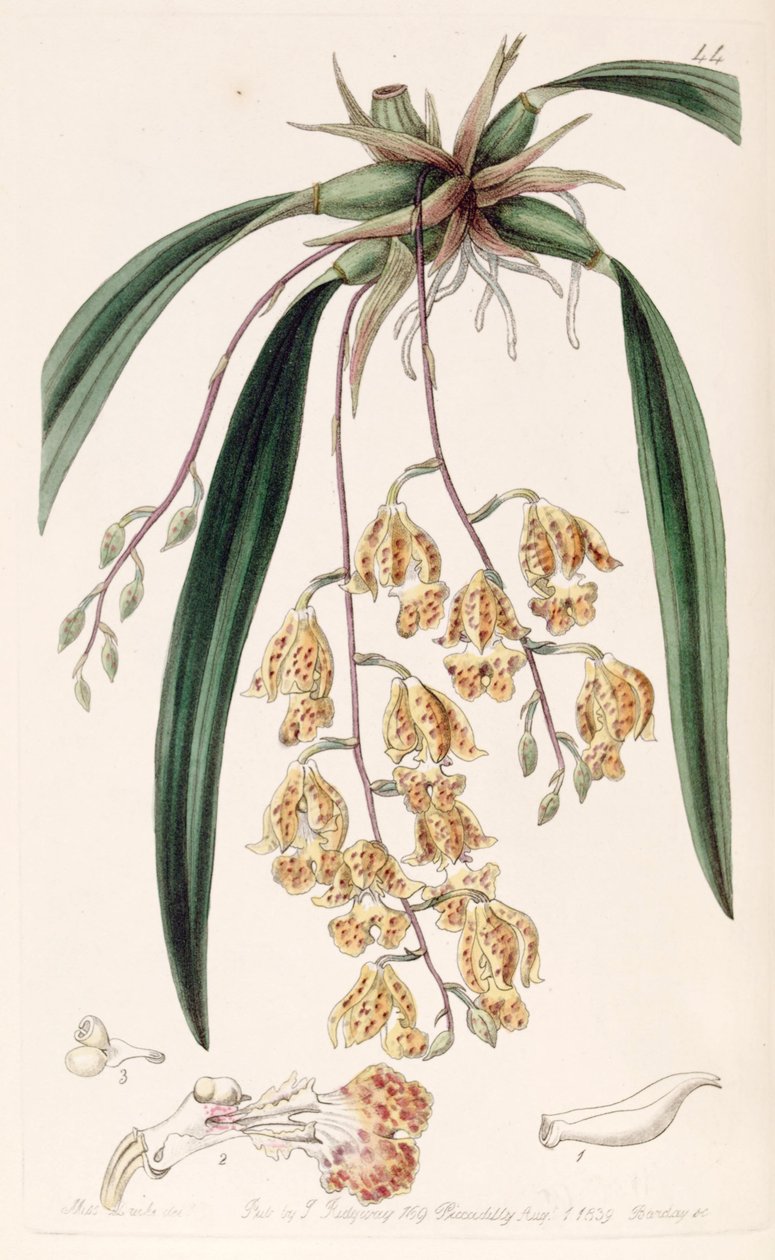 Rodriguezia sticta (syn. Burlingtonia maculata) tekijältä Miss Drake