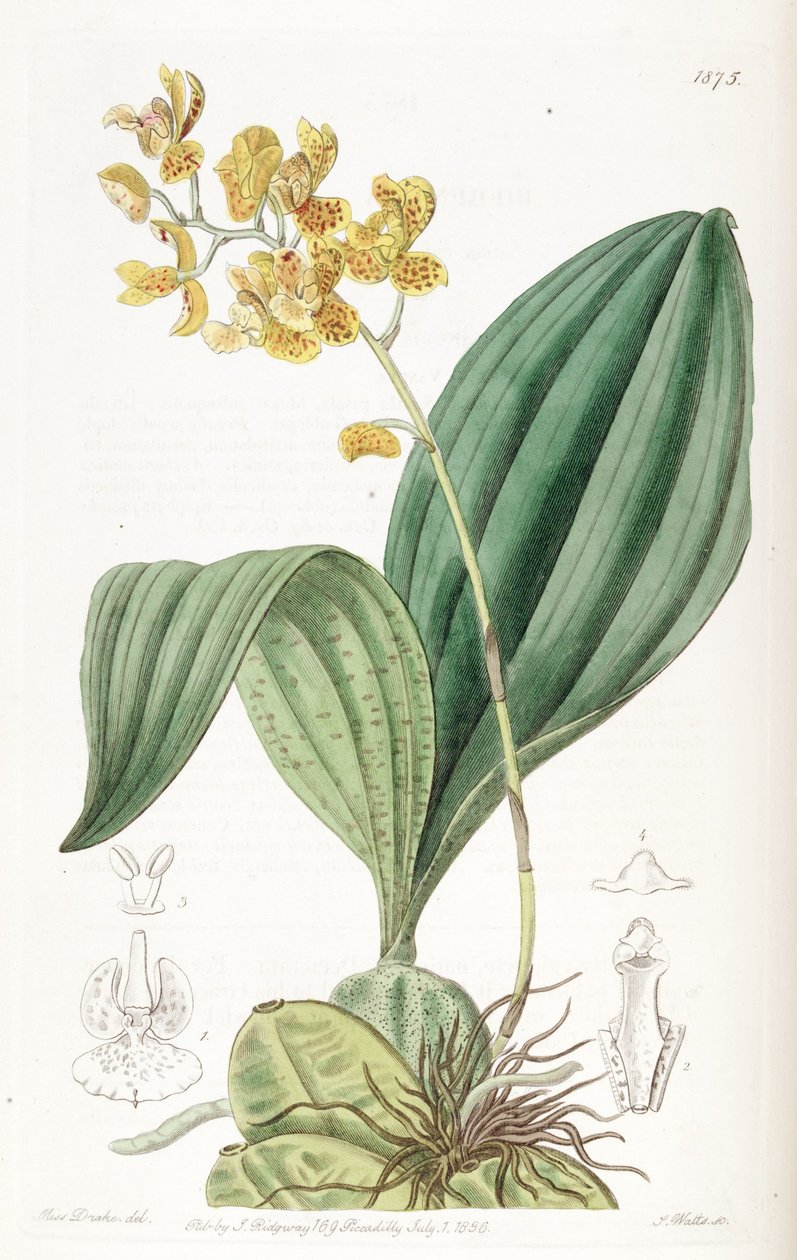 Rudolfiella aurantiaca tekijältä Miss Drake