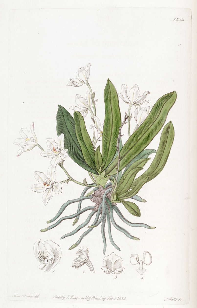 Sarcochilus falcatus tekijältä Miss Drake