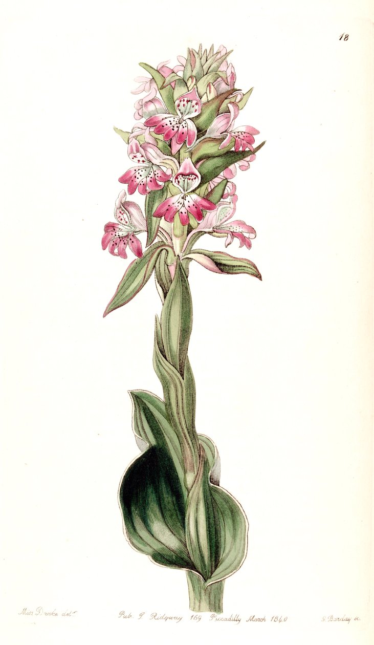 Satyrium erectum (syn. Satyrium pustulatum) tekijältä Miss Drake