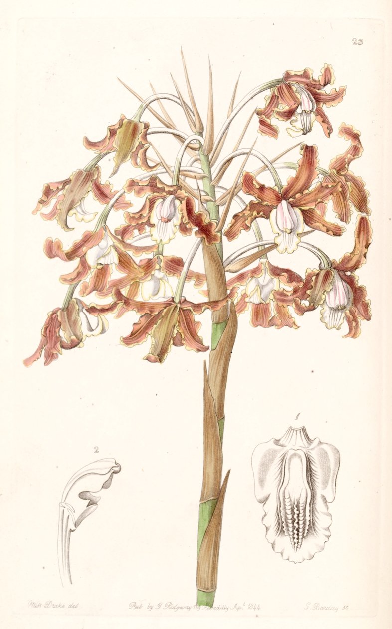 Schomburgkia crispa (syn. Laelia marginata) tekijältä Miss Drake