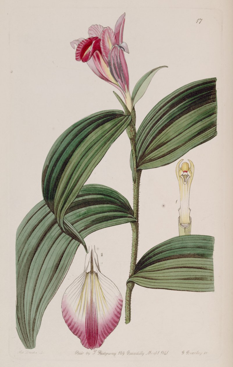 Sobralia decora tekijältä Miss Drake