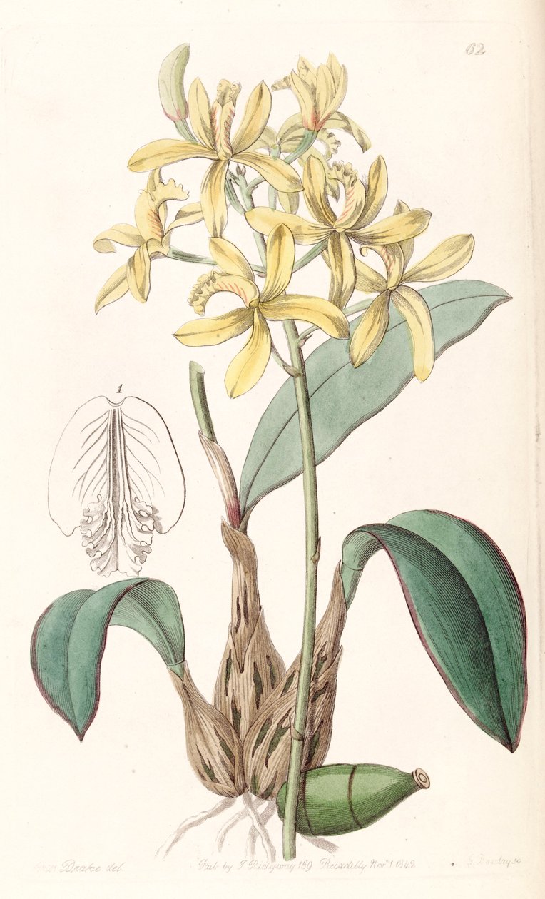 Sophronitis crispata (syn. Laelia flava) tekijältä Miss Drake