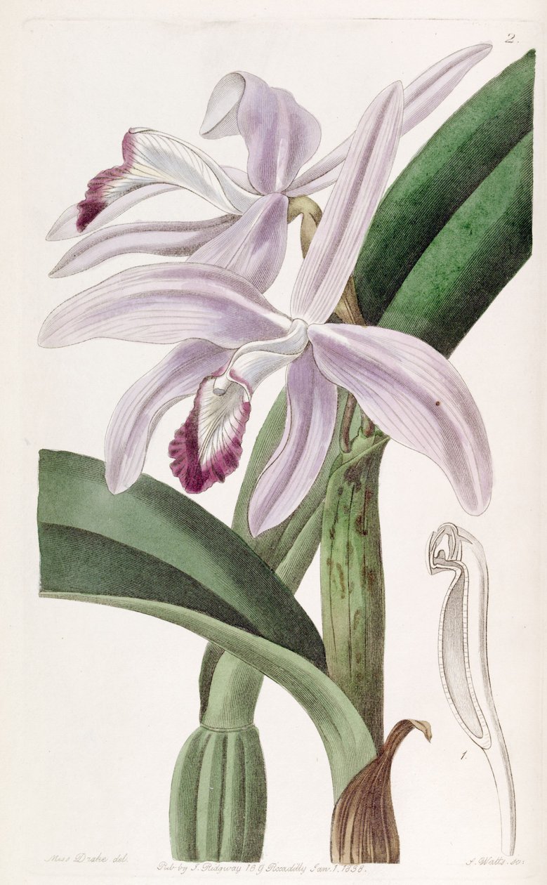 Sophronitis perrinii (syn. Cattleya perrinii) tekijältä Miss Drake