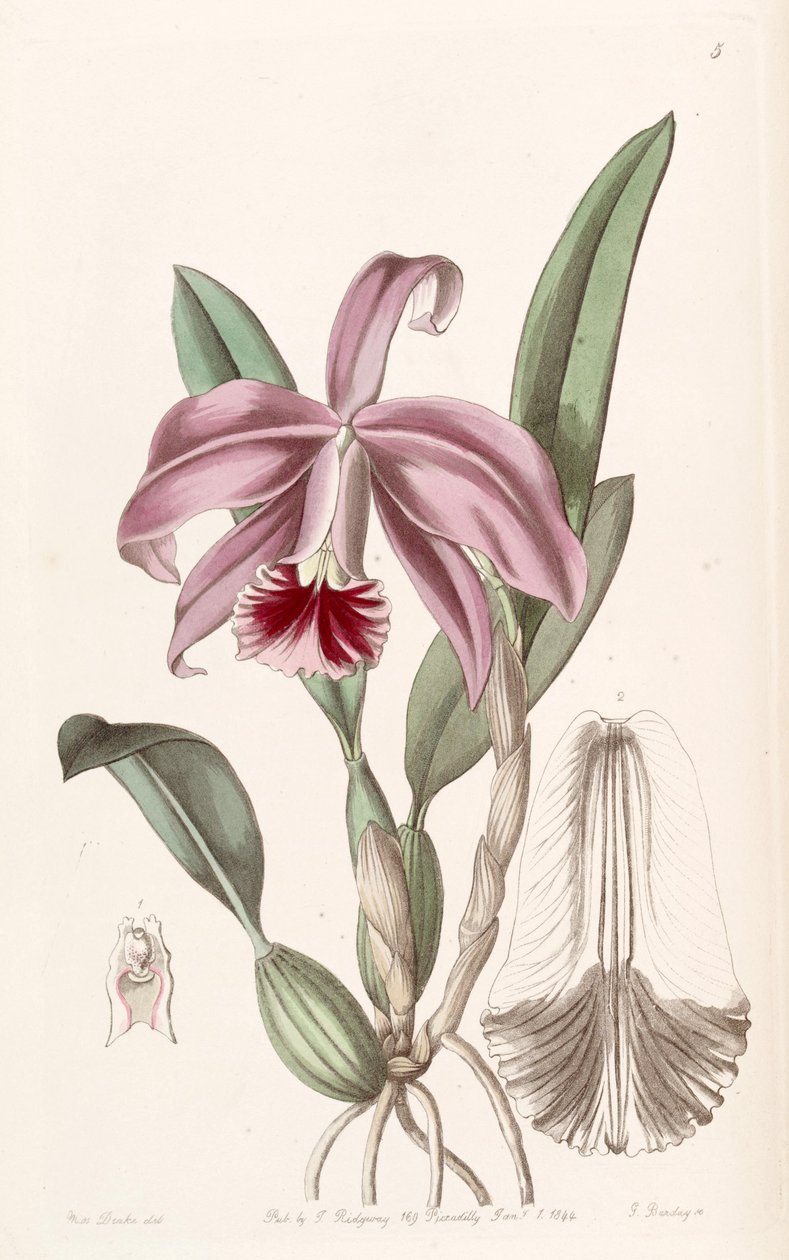 Sophronitis pumila (syn. Cattleya pumila) tekijältä Miss Drake