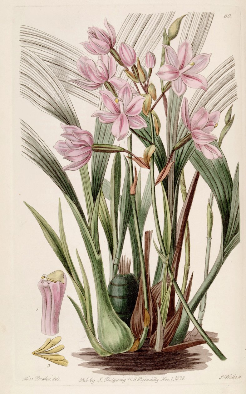 Spathoglottis plicata (syn. Paxtonia rosea) tekijältä Miss Drake